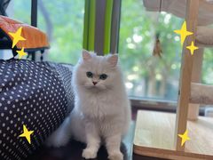 -猫大福·Fortune Cat猫舍(百子湾店)