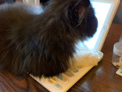 -名猫咖啡馆·撸猫·拼豆