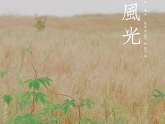 -空港花田景区