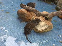 -深圳野生动物园
