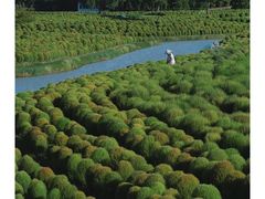 -花开海上生态园