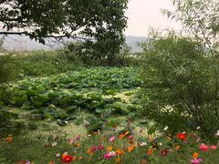 -长兴太湖图影湿地文化园