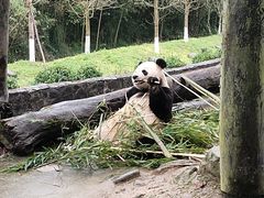-都江堰中华大熊猫苑