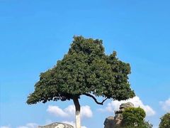 -红花山公园