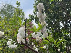 -南汇桃花村