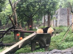 -都江堰中华大熊猫苑