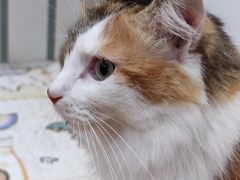 -是阿柴呀！柴犬咖啡·爱喵喵猫咖