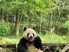 -都江堰中华大熊猫苑