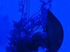 -上海海洋水族馆