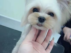 -BABIT巴比特宠物(MOMOPARK店)