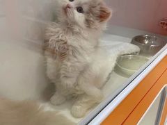 -三花喵·撸猫购宠·宠物生活馆(虹桥南丰城店)