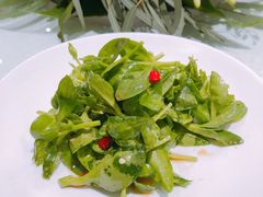 炝拌田七菜-九十九顶毡房(阜石路店)