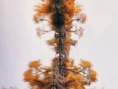 -金塔沙漠胡杨林景区