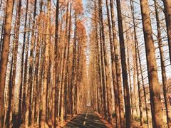 景点-黄海国家森林公园