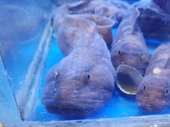 -新海渔港·胶东海鲜家常菜·家宴(奥体中心店)