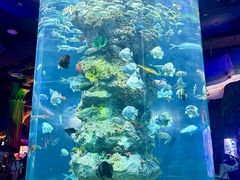 -芜湖新华联大白鲸海洋公园