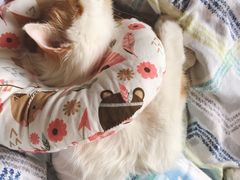 -小伙伴宠物医院•急重症转诊中心·老年专科·犬猫全科(北大街总院)
