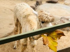 -石家庄市动物园