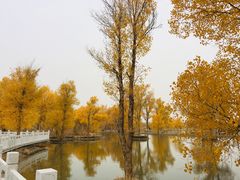 -金塔沙漠胡杨林景区