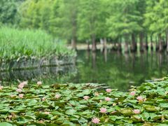 -白鹭湾湿地公园