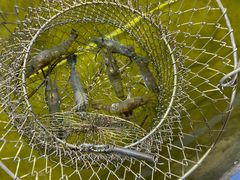 -光头佬钓虾场·烧烤·聚餐·亲子(金沙洲店)