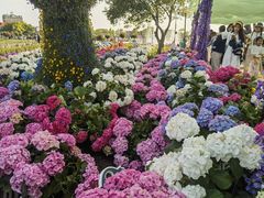 -荷兰花海
