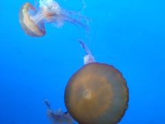 -太平洋海底世界