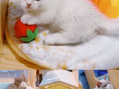 -屋虎猫馆(宝安大仟里店)