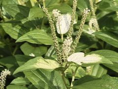 -广西壮族自治区药用植物园