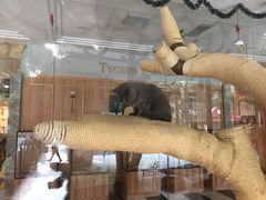 -袖虎·猫馆(体育西路店)