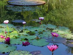 -中国科学院西双版纳热带植物园
