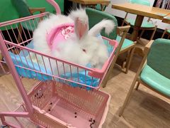 -猫色咖啡·猫咖