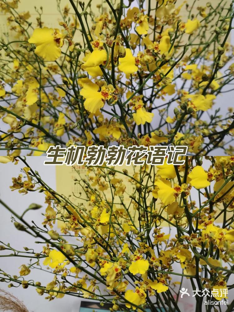 跳舞兰鲜花花语图片