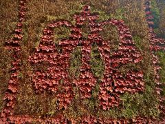 -上海佘山国家森林公园西佘山园