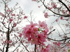 -天适樱花悠乐园