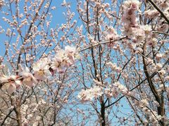 -桃花堤公园