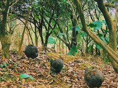 -森波拉火山温泉