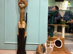 -猫小院猫主题餐厅(三里屯店)