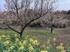 -苏州上方山国家森林公园
