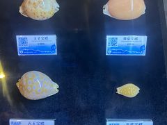 -贝壳梦幻世界