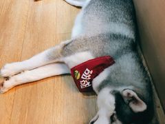 -Husky Go! 哈士奇体验馆·宠物咖啡厅狗咖
