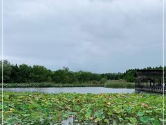 -溱湖国家湿地公园