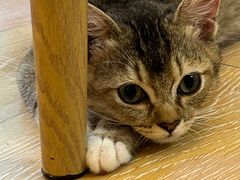 -猫咪派对(江南西店)