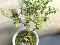 -龙大花卉苗木市场