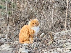 -北京西山国家森林公园