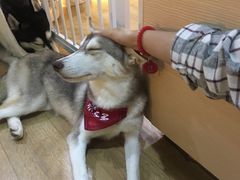 -Husky Go! 哈士奇体验馆·宠物咖啡厅狗咖