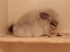 -龙猫仔乐园(惠福东路店)