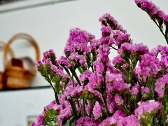 -蓝山四季西餐植物店