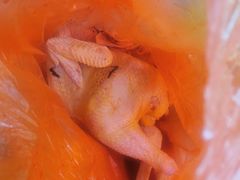 -蒲河大集