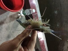 大笨象钓虾场-小象钓虾·营地烧烤(洛溪店)